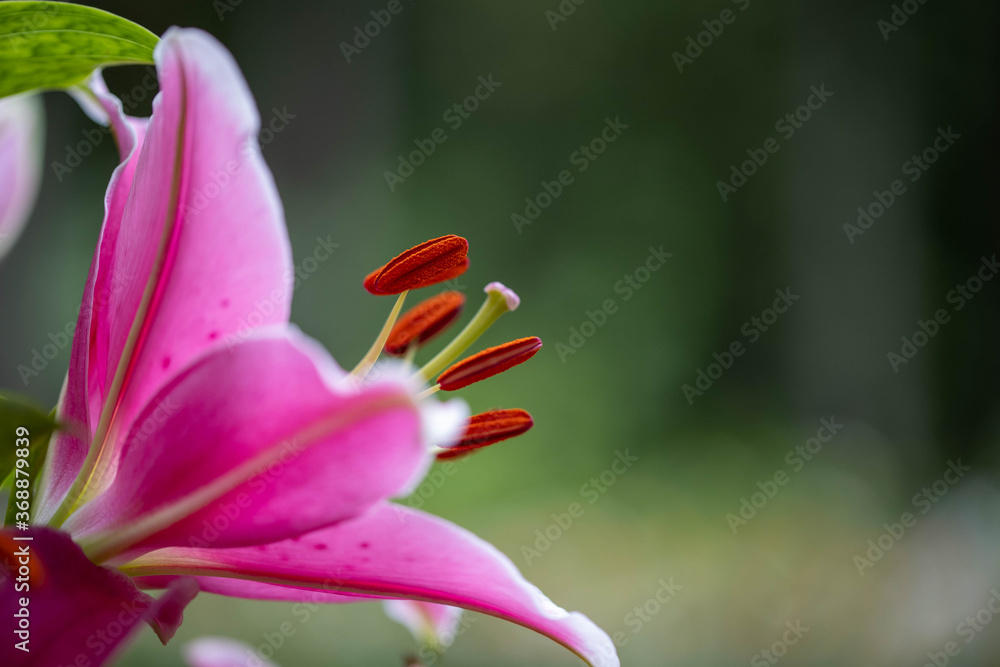 Fototapeta premium 百合のクローズアップ画像