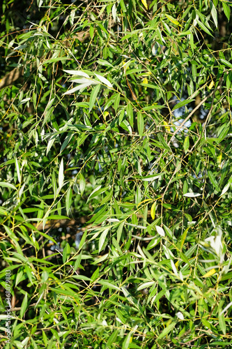 Fresh Willow tree with green leaves close up. Nature in summer. Botany image.