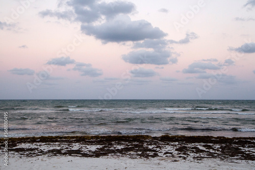 Summer. Caribbean tropical seascape. The white sand shore, sargassum and sea at sunset. Beautiful dusk colors in the sky, clouds and ocean waves.