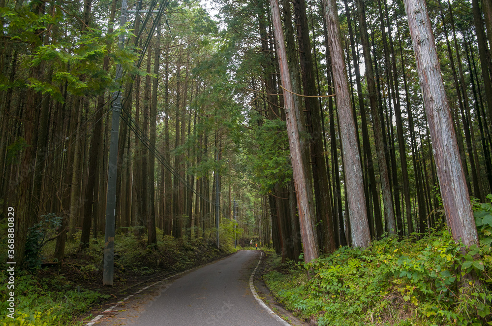 Road in the Japanese green forest among the trees of cryptomeria Road in the Japanese green forest among the trees of cryptomeria
