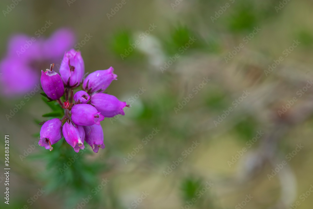 Bell heather, Erica cinerea, close up detail of the flowering bulb with faded green background.