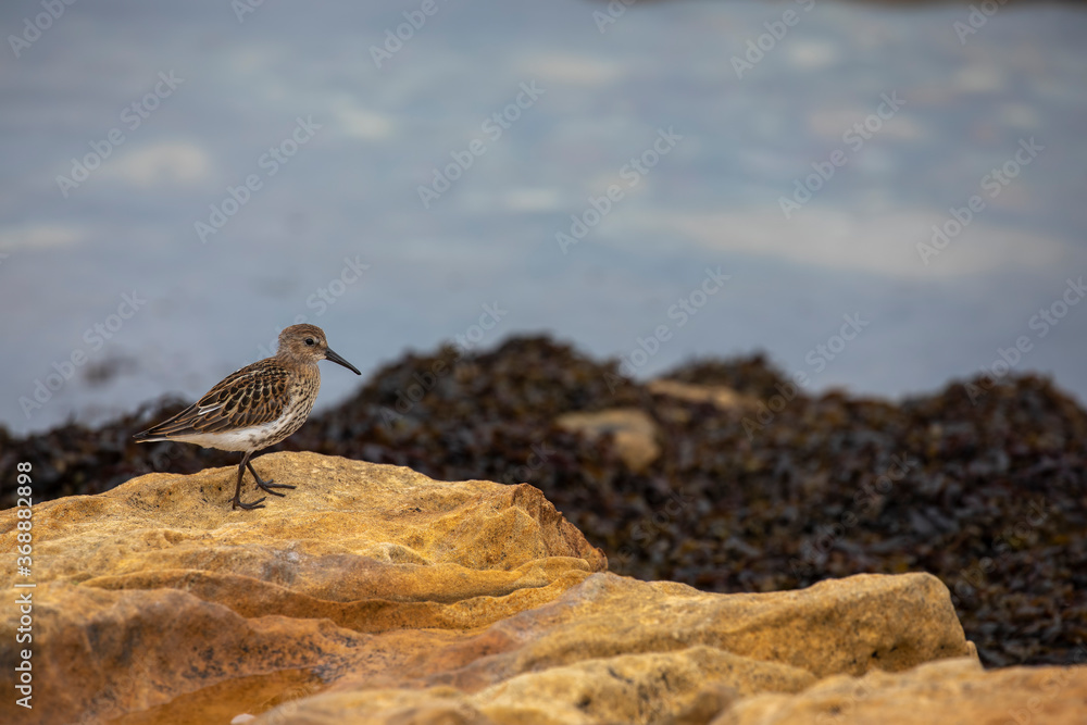 Common Sandpiper, Actitis hypoleucos, isolated portrait while wading along rocks beside the sea in scotland.