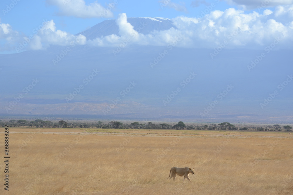 Leona y Monte Kilimanjaro