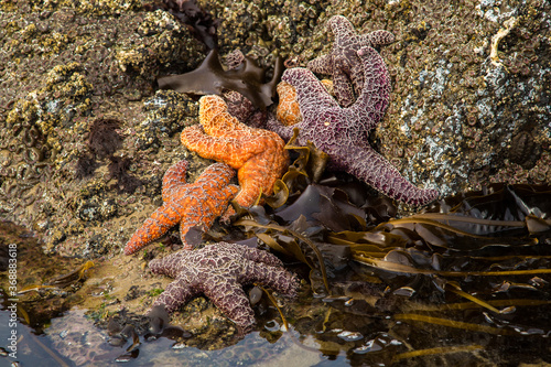 Starfish or sea stars on the beach at low tide at Canon Beach on the Oregon coast