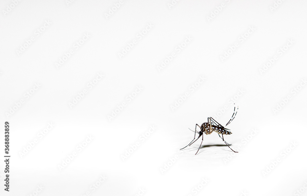 Aedes aegypti mosquito pernilongo with white spots and white background Aedes aegypti mosquito pernilongo with white spots and white background