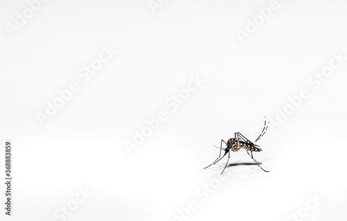 Aedes aegypti mosquito pernilongo with white spots and white background photo