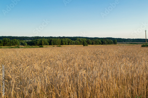 Wheat grain field on sunny day. Cereal organic farming