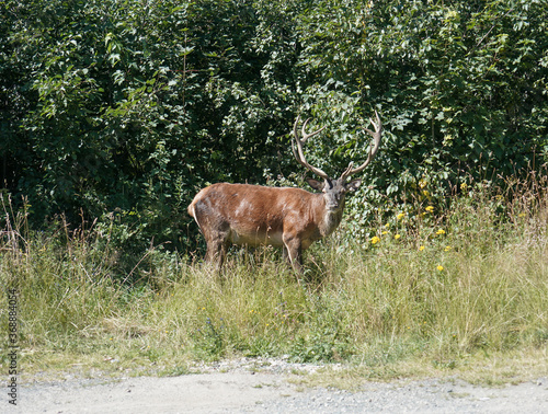 Fototapeta Naklejka Na Ścianę i Meble -  Deer
