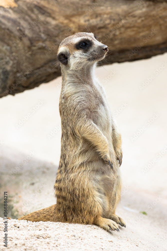 Meerkat standing erect and alert Meerkat standing erect and alert
