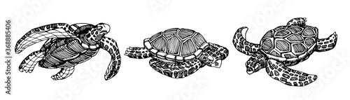 set of swimming sea turtles in a shell with ornament, for logo or emblem, vector illustration with black ink lines isolated on a white background in a doodle & hand drawn style