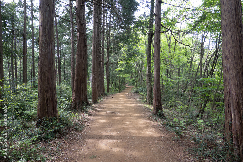 Obraz premium 多峯主山道中