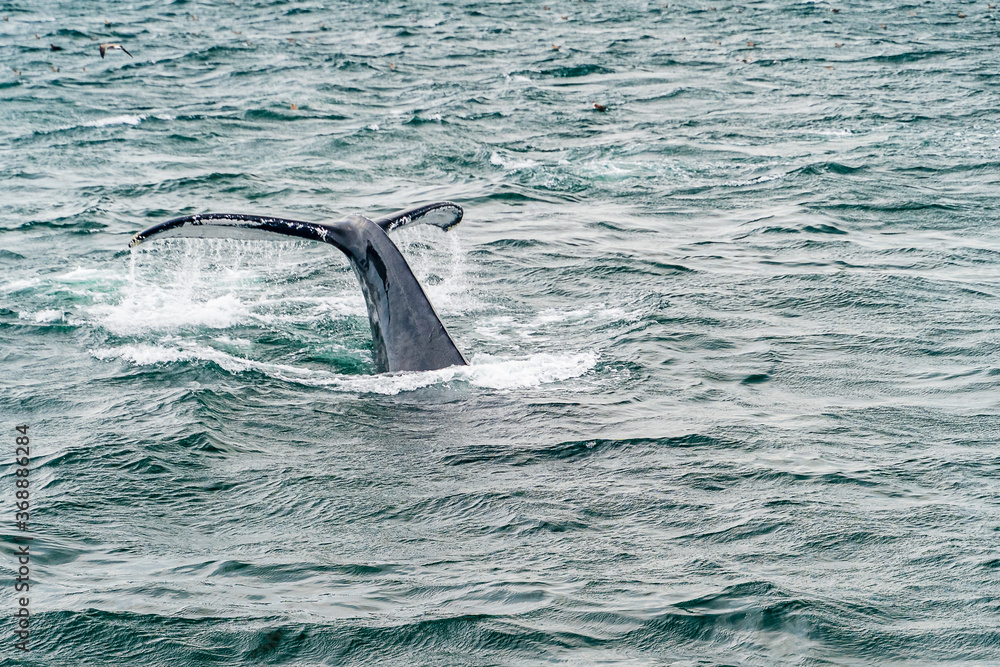 Fototapeta premium Humpback Whale Provincetown, Cape Cod, Massachussetts, US