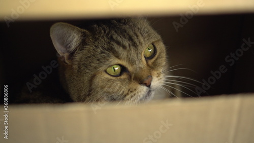 Fototapeta Naklejka Na Ścianę i Meble -  A British cat sits in a cardboard box and looks through a crack.
