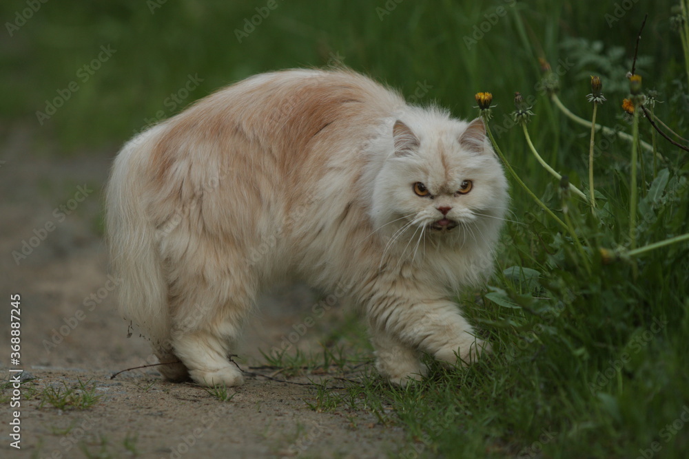 White persian cat on the grass