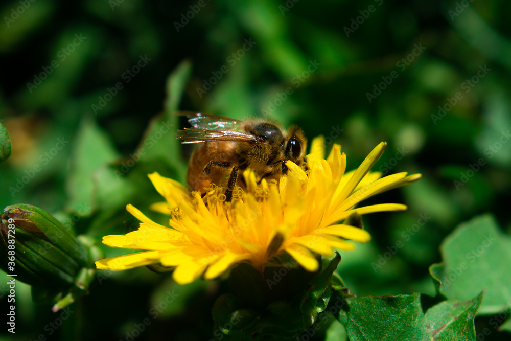 bee on flower bee on flower