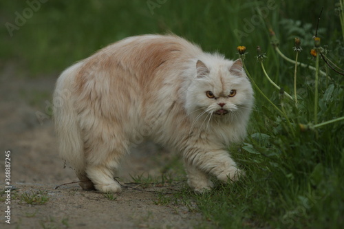White persian cat on the grass © Alina