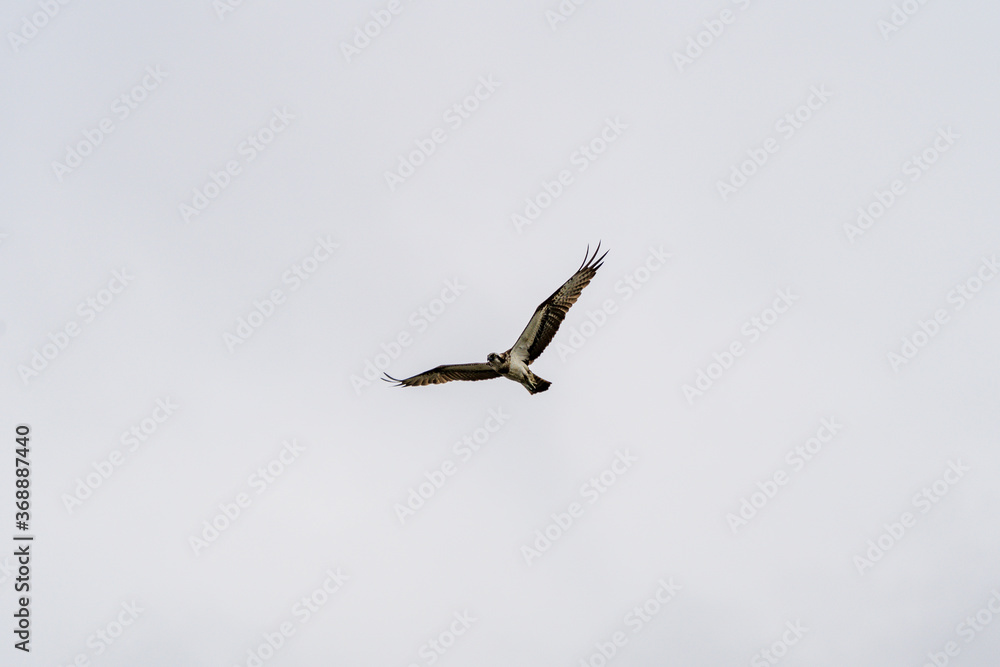 Flying osprey with wings spread and cloudy sky. Blurred background, Selective focus.