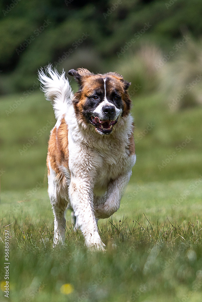 happy saint bernard breed dog running on grass in natural environment with open mouth and flying ears happy saint bernard breed dog running on grass in natural environment with open mouth and flying ears