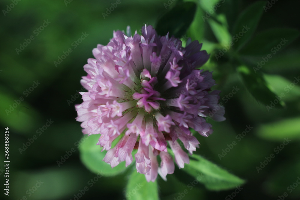 pink clover flower from top angle pink clover flower from top angle