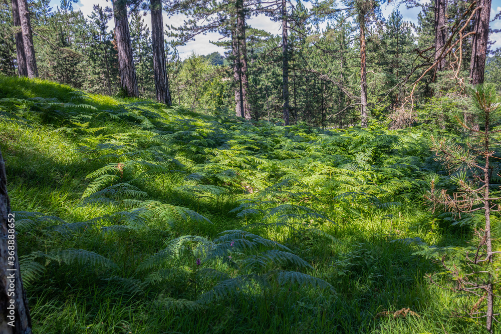 Fern on a glade in the shade of a forest in national park Tara, Serbia. Relaxation in nature concept Fern on a glade in the shade of a forest in national park Tara, Serbia. Relaxation in nature concept