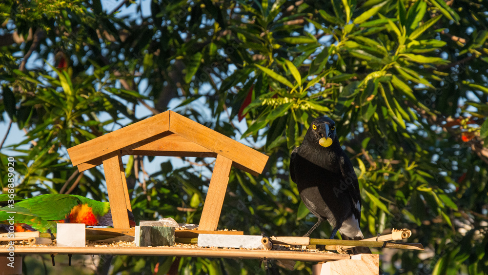 The Black Currawong comes in for the Grapes