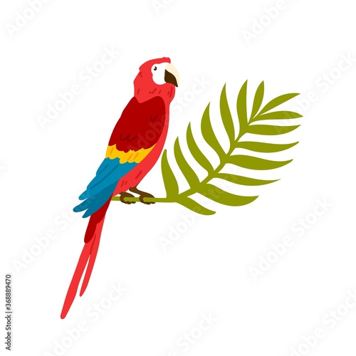 Exotic tropical ara bird, macaw. Big red parrot sitting on jungle palm brunch, leaf. Caribbean exotic character for t shirt print. Flat vector cartoon illustration isolated on white background