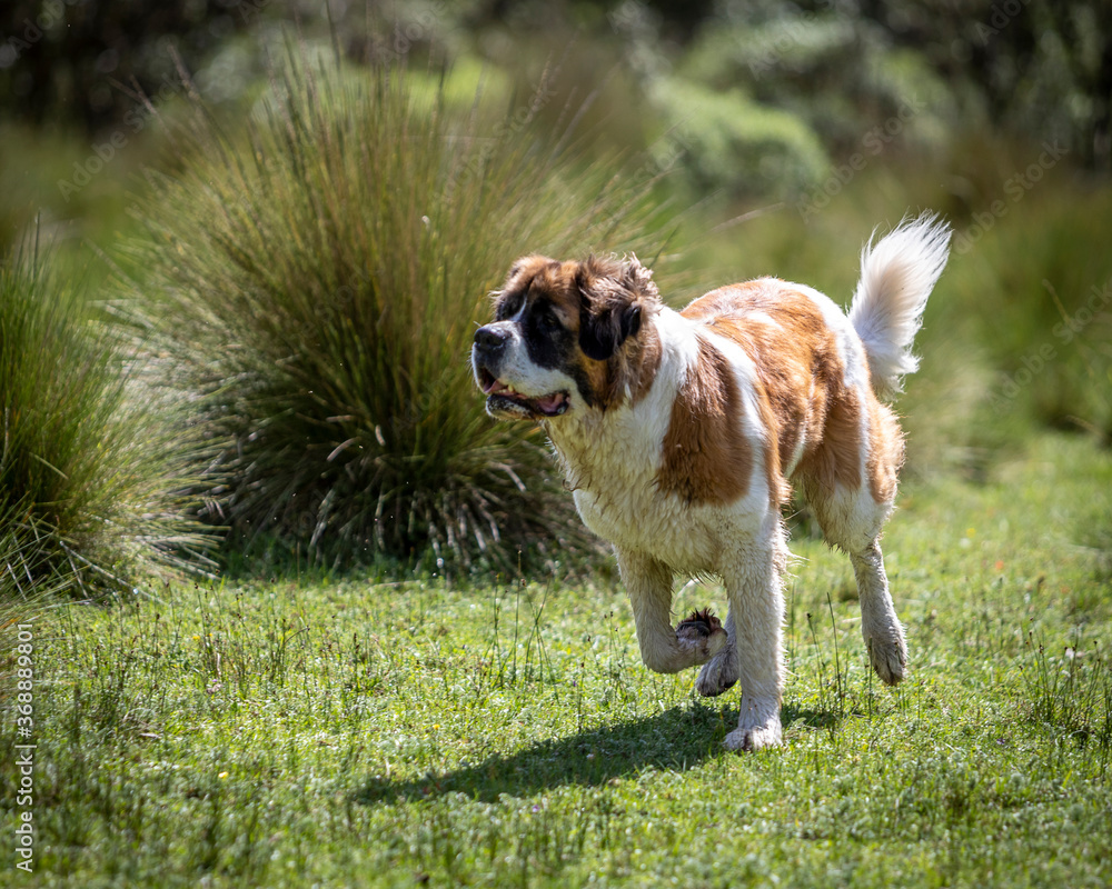 young saint bernard dog running beside big green bushes in Mexican countryside young saint bernard dog running beside big green bushes in Mexican countryside
