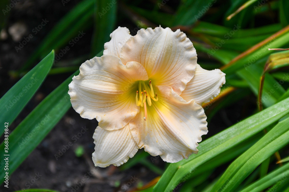 Fototapeta premium pretty lily like flower in summer garden