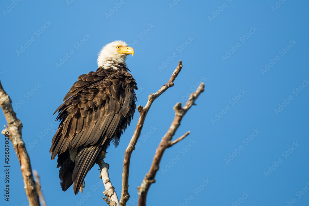 Bald Eagle Perches at the Top of a Snag Bald Eagle Perches at the Top of a Snag