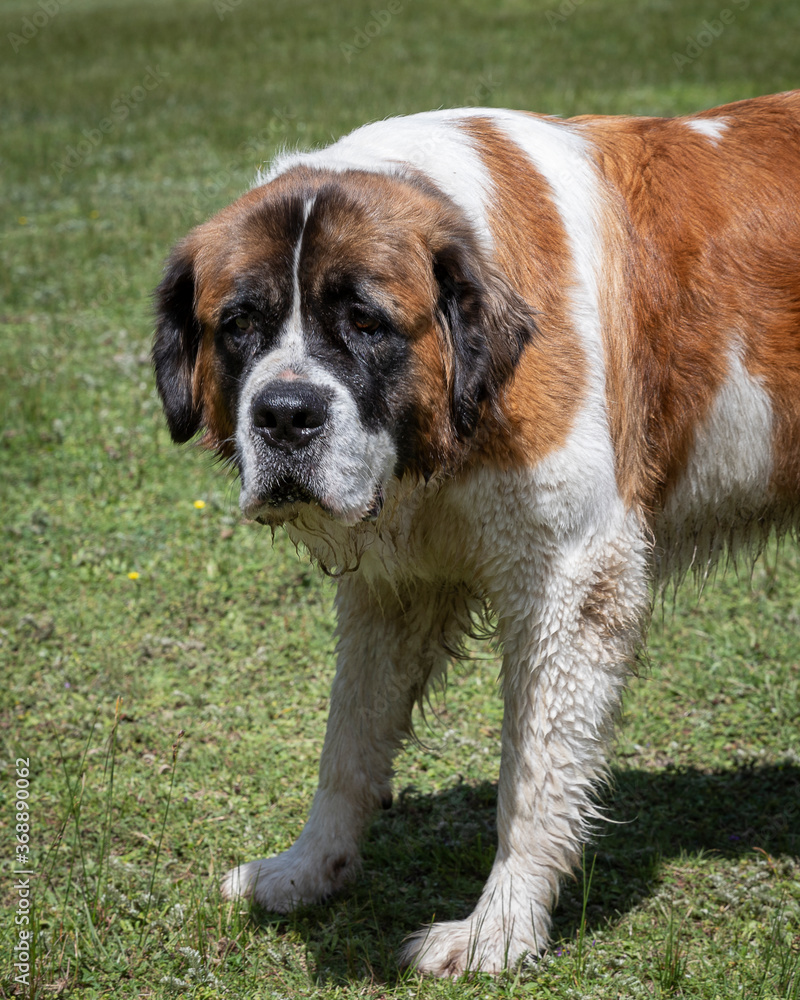serious looking adult saint bernard dog portrait outdoor on green grass serious looking adult saint bernard dog portrait outdoor on green grass