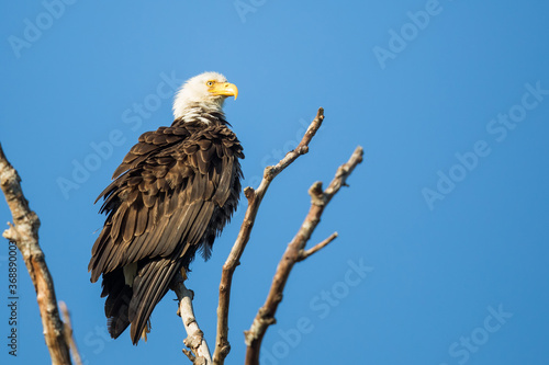 Bald Eagle Perches at the Top of a Snag
