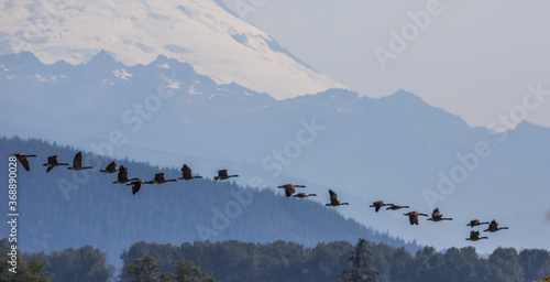 Flock of Canada Geese with Mt. Baker Flank in Background