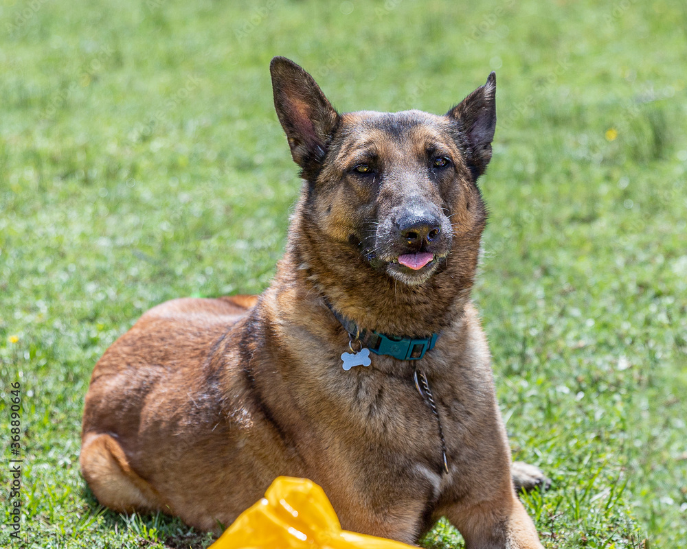 funny expression of belgian malinois shepherd dog sticking out the tongue, lying on grass funny expression of belgian malinois shepherd dog sticking out the tongue, lying on grass