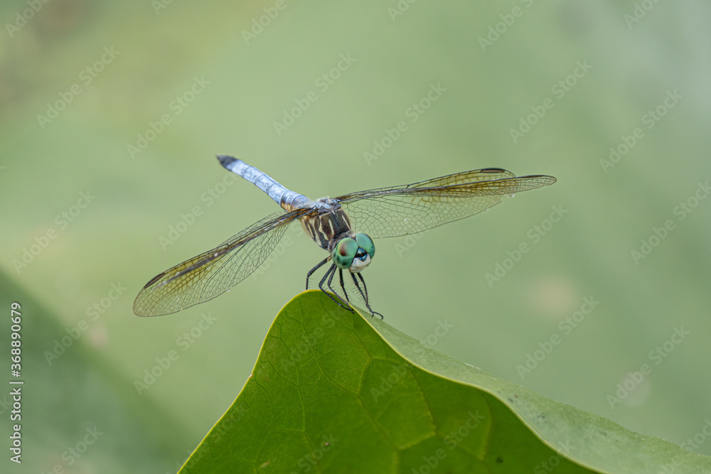 vibrant dragonfly has landed on a green leaf nearby vibrant dragonfly has landed on a green leaf nearby
