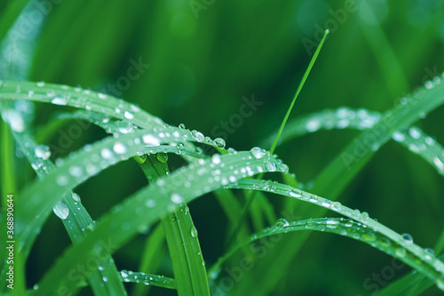 green grass blades with rain water droops