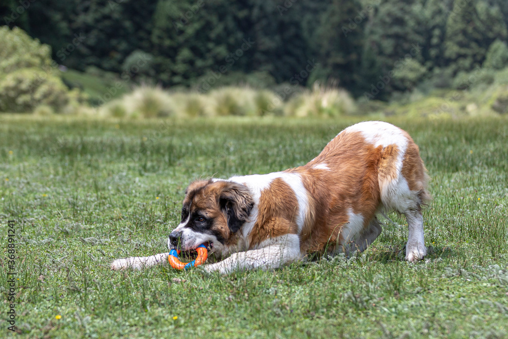 cute big saint bernard dog half lying in grass in yoga pose dog facing down