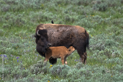 Bison cow and calf suckeling, Hayden Valley, Yellowstone National Park, Wyoming, USA photo