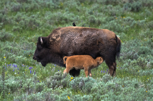 Bison cow and calf suckeling, Hayden Valley, Yellowstone National Park, Wyoming, USA photo