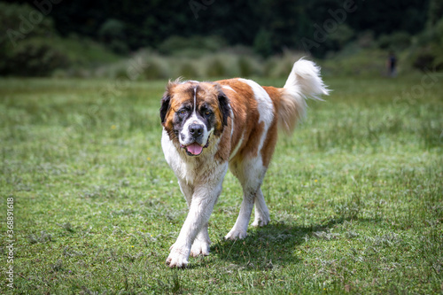 Canvas Print Big st bernard dog outside in valley