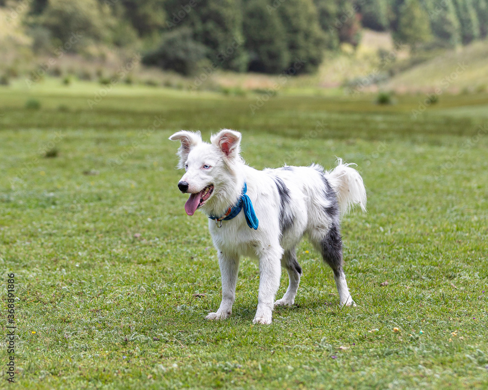 happy friendly white border collie purebred dog standing on grass in summer valley