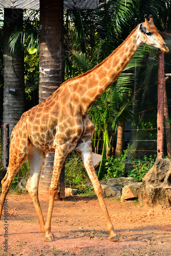 Giraffe at Dusit Zoo in Khao Din Park  Bangkok  Thailand
