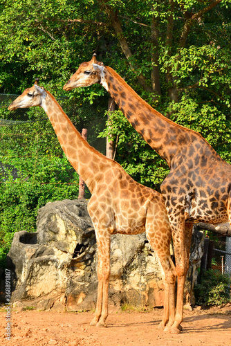 Giraffe at Dusit Zoo in Khao Din Park  Bangkok  Thailand