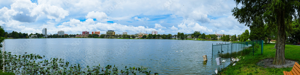 Swan in Lake Morton at city center of lakeland Florida