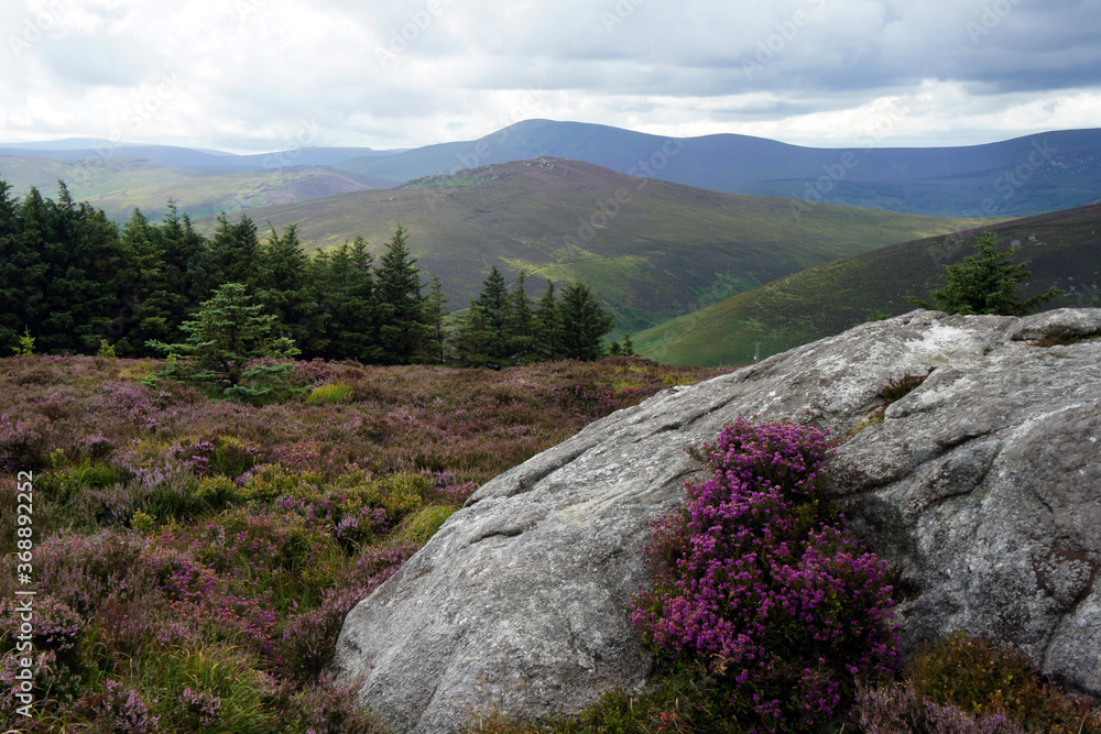 Nature of Ireland.Summer in Wicklow Mountains.