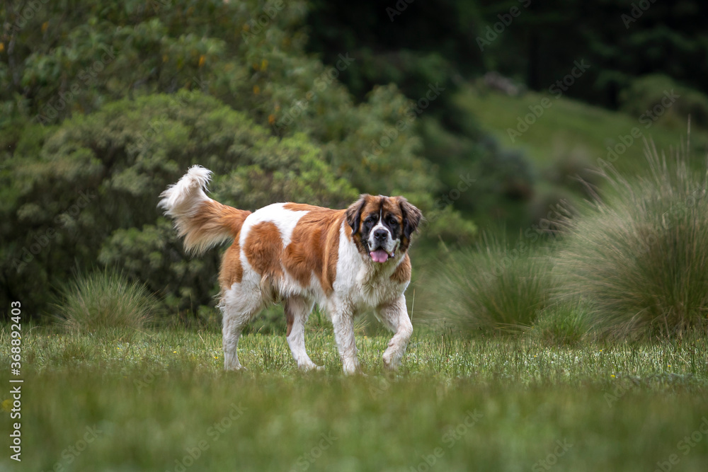 portrait of adult st bernard purebreed dog with nature vegetation behind portrait of adult st bernard purebreed dog with nature vegetation behind