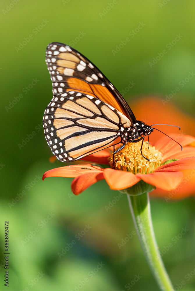 Monarch butterfly drawing nectar from red flower with yellow center in selective focus with green leaves in blurred background Monarch butterfly drawing nectar from red flower with yellow center in selective focus with green leaves in blurred background
