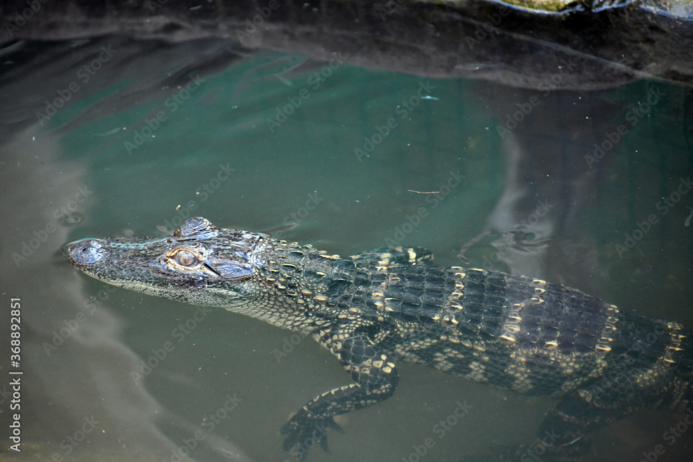 Alligator looking for food and water Alligator looking for food and water