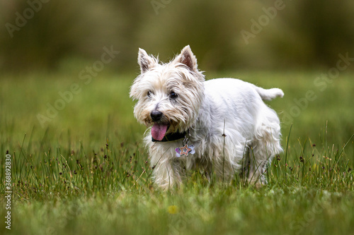 cute white West Highland terrier dog with blue bandana on green grass and blured background © ulrikestein