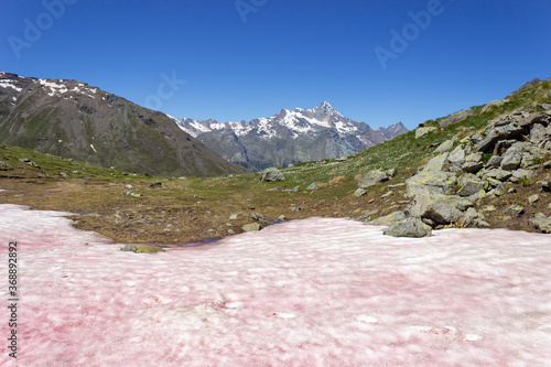 Pink snow (watermelon snow) phenomenon in italian alps in summer 2020. Grauson valley, Cogne, Aosta valley, Italy