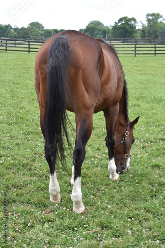 Horse eating from behind
